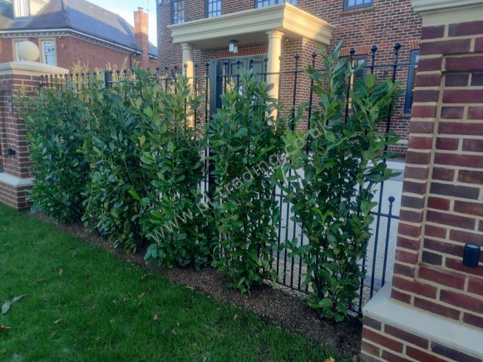 Railings — bespoke steel metalwork by PL Trading, London